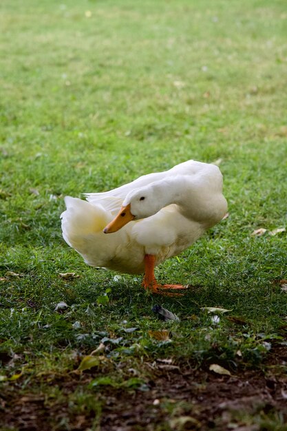 Vertical shot of an American Pekin in a field under the sunlight with a blurry background