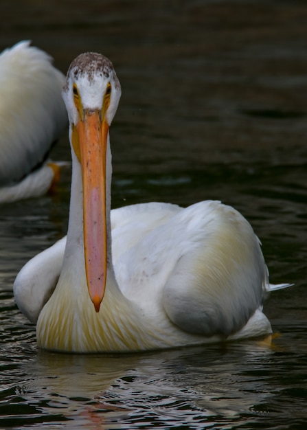 Vertical shot of an American White Pelican on the water