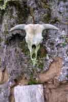 Free photo vertical shot of an animal skull hanging on a weathered stone wall