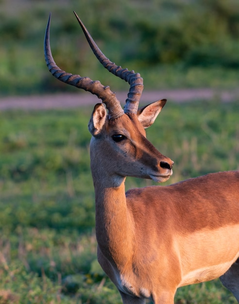 Vertical shot of an antelope standing in a green field