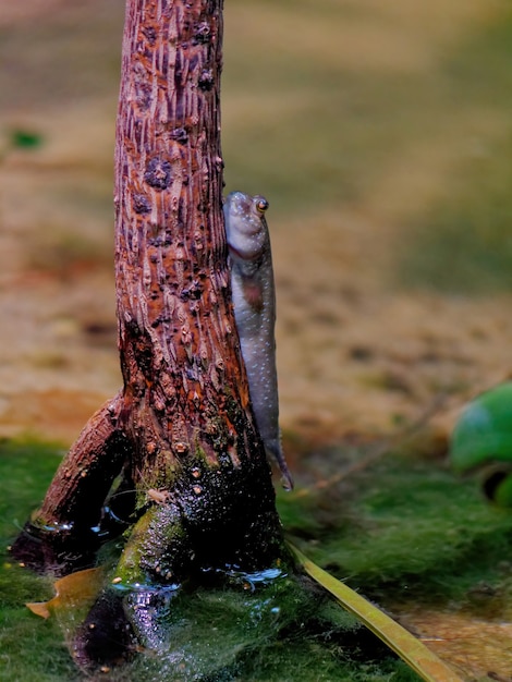 Foto gratuita ripresa verticale di un pesce saltafango atlantico su una superficie del tronco d'albero