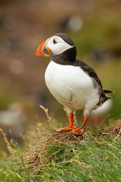 Vertical shot of an Atlantic puffin on the ground under the sunlight