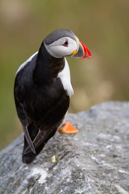 日中のノルウェーの自然の中で岩の上にニシツノメドリの海鳥の垂直ショット