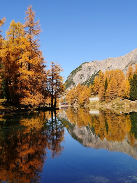 秋の森とその湖への反射の垂直ショット