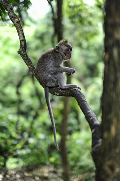 Vertical shot of a baby macaque sitting on a tree branch