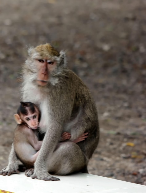 彼女が座っている間、彼の母親を抱き締める赤ちゃん猿の垂直ショット