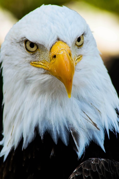 Vertical shot of a bald eagle looking at the camera