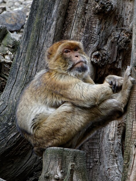 Vertical shot of a Barbary macaque on the tree