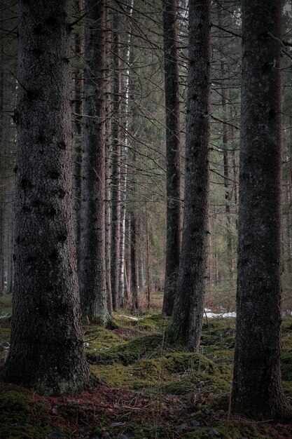 Vertical shot of the bare tall trees of the dark forest in a gloomy day