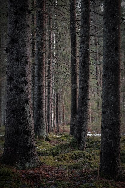 Вертикальный снимок голых высоких деревьев темного леса в мрачный день