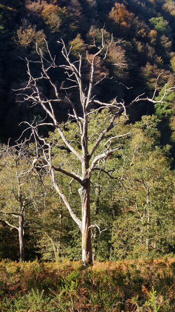 Vertical shot of a bare tree in the forest