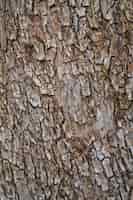 Free photo vertical shot of the bark of an old olive tree on a farm idea for wallpaper or background