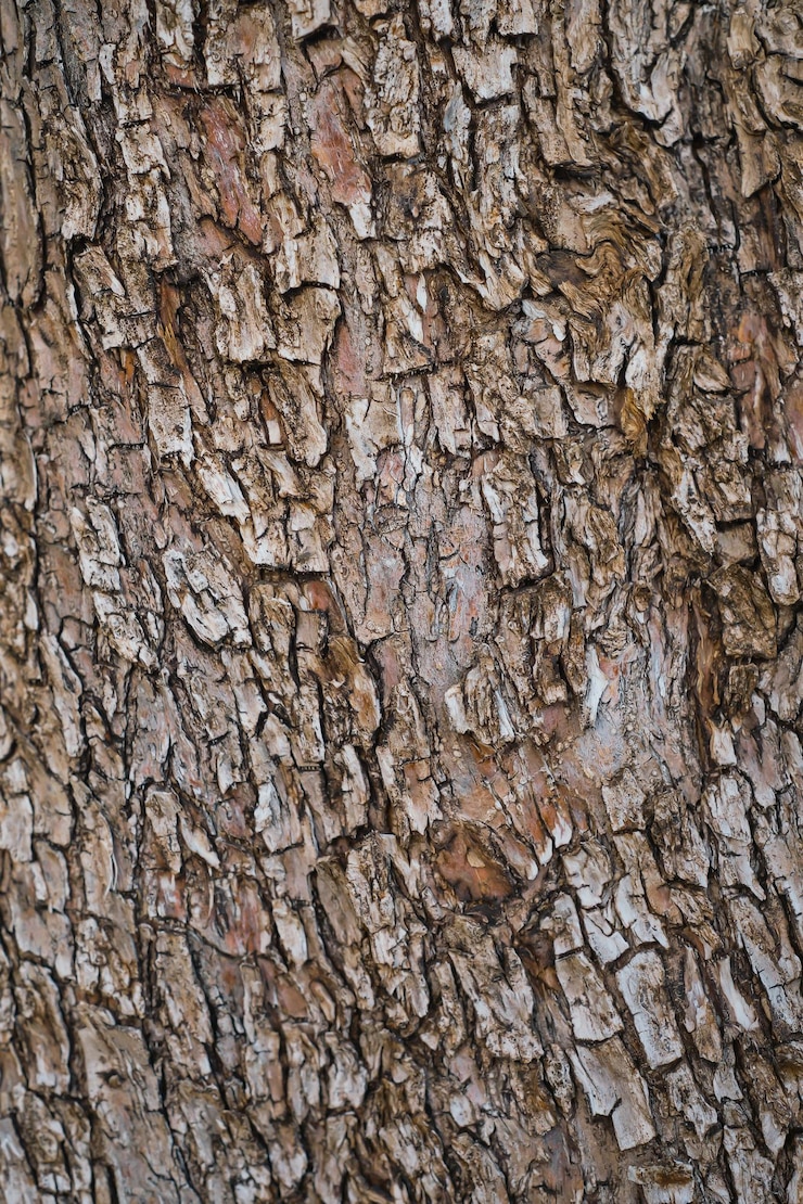 ฟรี Photo vertical shot of the bark of an old olive tree on a farm idea for wallpaper or background