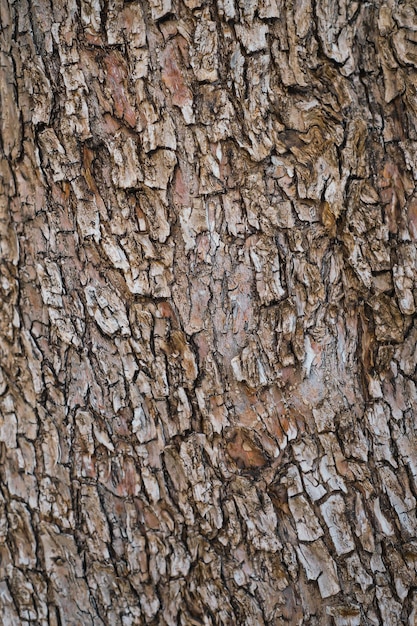 Vertical shot of the bark of an old olive tree on a farm idea for wallpaper or background