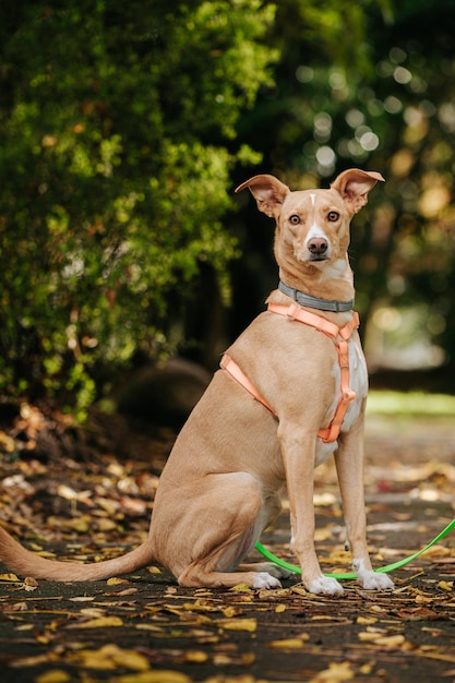 햇빛 아래 공원에 앉아 있는 가죽 끈에 Basenji 개의 세로 샷