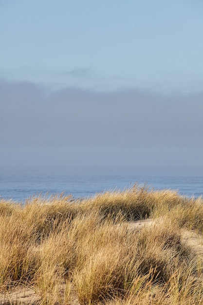 Free photo vertical shot of beachgrass in the morning at cannon beach, oregon