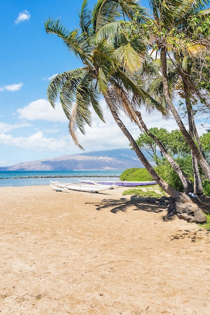 Vertical shot of a beautiful beach with palm trees