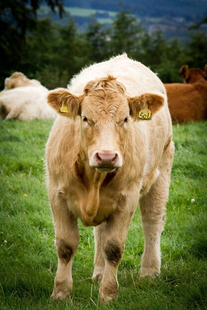 잔디로 덮인 녹색 들판에 서 있는 아름다운 베이지색 소의 세로 샷