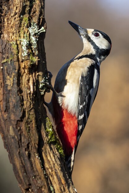 Vertical shot of a beautiful black, white and red woodpecker on a tree trunk