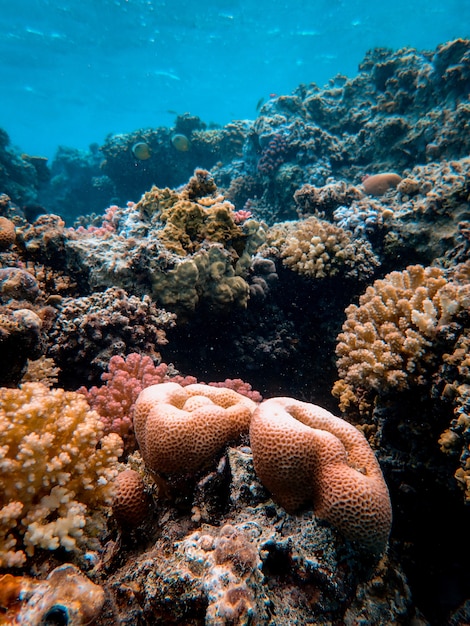 海の下で美しいサンゴの垂直ショット