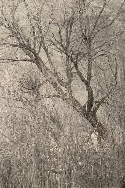 Vertical shot of a beautiful dried trees in the middle of a field