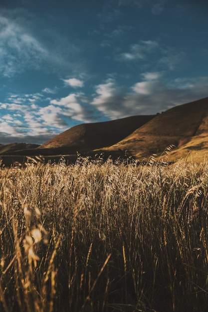 Free photo vertical shot of a beautiful dry wheat field with amazing sky and hills in the surface