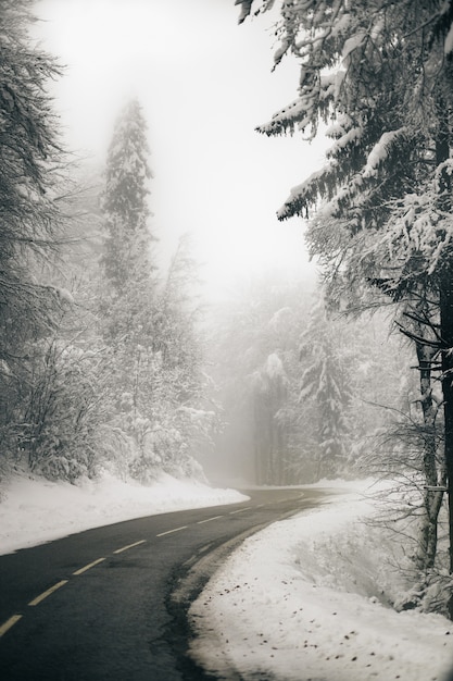 Вертикальный снимок красивой пустой дороги в окружении заснеженного леса