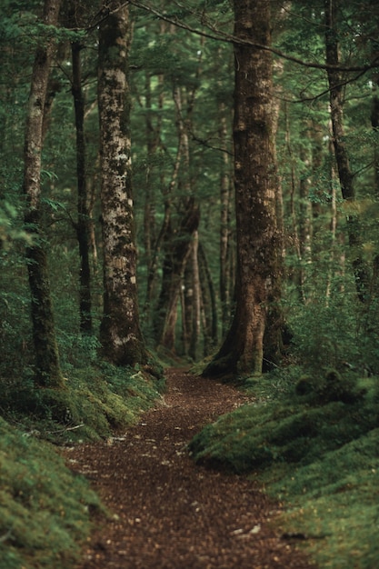 Vertical shot of a beautiful forest with a brown pathway in the middle