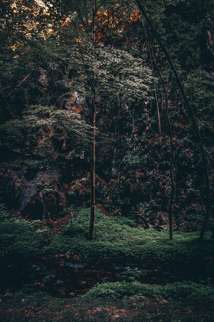 夕方には色とりどりの葉の高い木が美しい森の垂直ショット