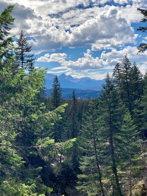 Vertical shot of a beautiful forest with a lot of fir trees under the cloudy sky