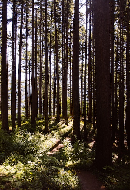 Free photo vertical shot of a beautiful forest with thin tall trees sunlight