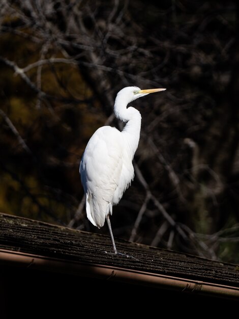 Vertical shot of a beautiful Great egret in Izumi forest in Yamato, Japan with a blurred background