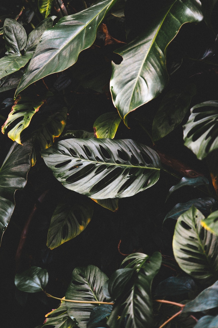 Free Photo vertical shot of beautiful green leaves in a tropical forest forest