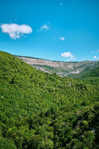 Вертикальный снимок красивой зеленой природы в парке дикой природы Arche de Ponadieu