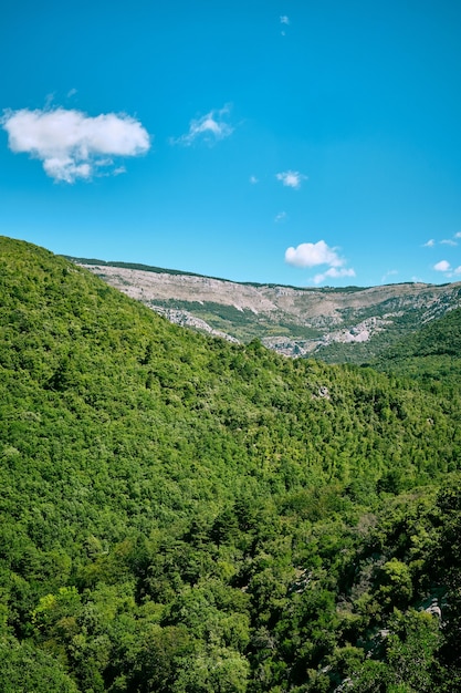 Vertical shot of the beautiful green nature in Arche de Ponadieu wildlife park