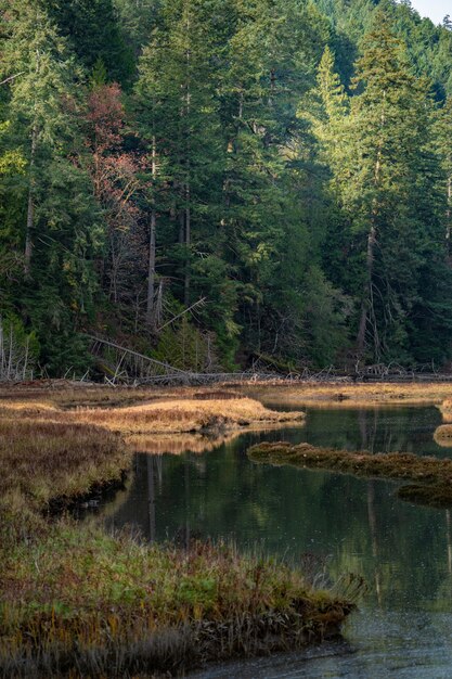 Vertical shot of a beautiful green scenery reflecting in the lake in Canada