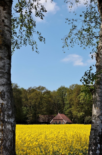 Free photo vertical shot of a beautiful house in a field covered in flowers and trees in the netherlands