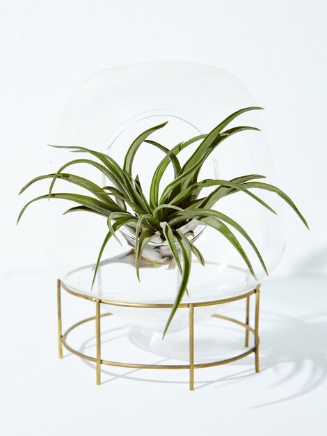 Vertical shot of a beautiful houseplant in a flowerpot on a white