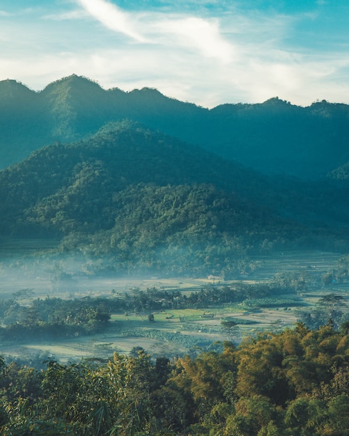 Vertical shot of a beautiful mountain valley with green trees and covered in mild fog.