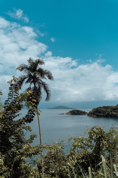 Vertical shot of beautiful palm trees and beach view in Rio de Janeiro