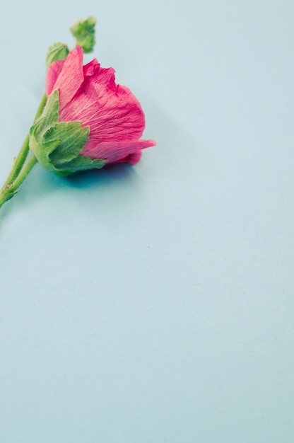 Vertical shot of a beautiful pink carnation flower on a small stem, placed on a blue surface