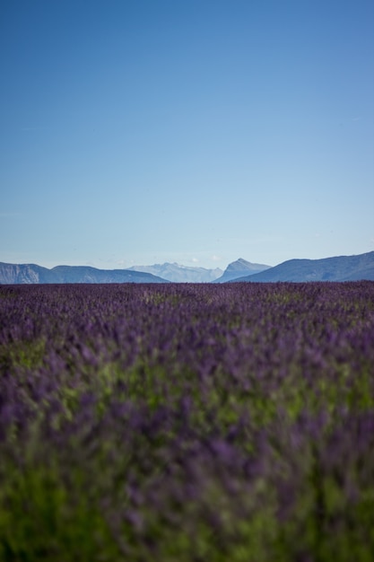 Foto gratuita colpo verticale di un bellissimo campo di lavanda viola con bel cielo calmo e colline nella parte posteriore