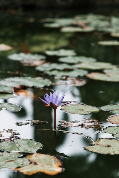 Vertical shot of a beautiful purple water lily on a pond