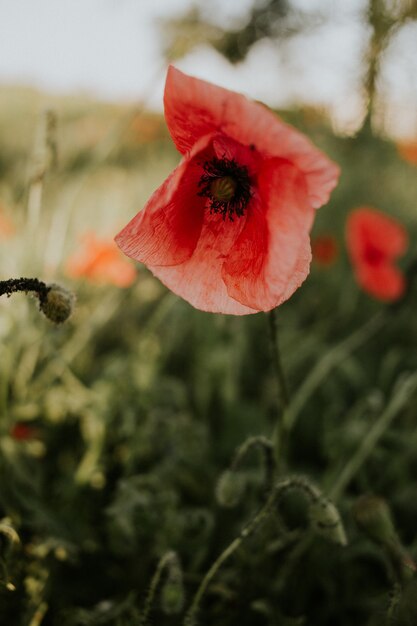 Free Photo vertical shot of a beautiful red poppy in a field in the daylight
