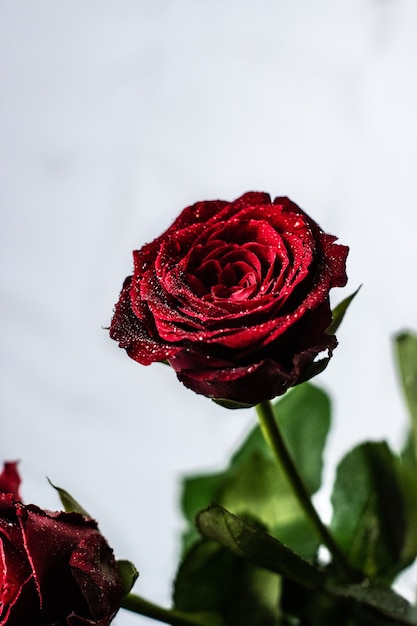 Colpo verticale di una bella rosa rossa con poche foglie su uno sfondo bianco-grigio