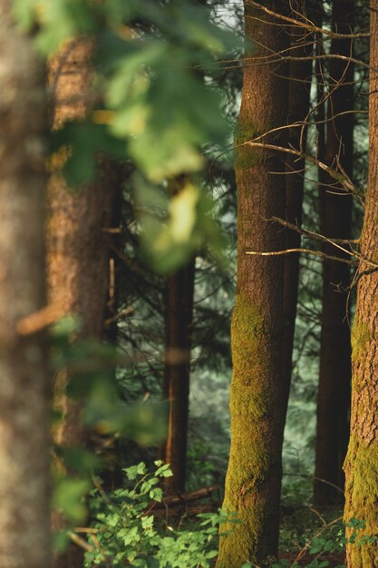 Vertical shot of the beautiful scenery of the forest during sunset