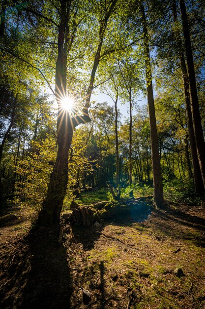 Vertical shot of a beautiful shot in a forest with tall trees and the sun shining in the background