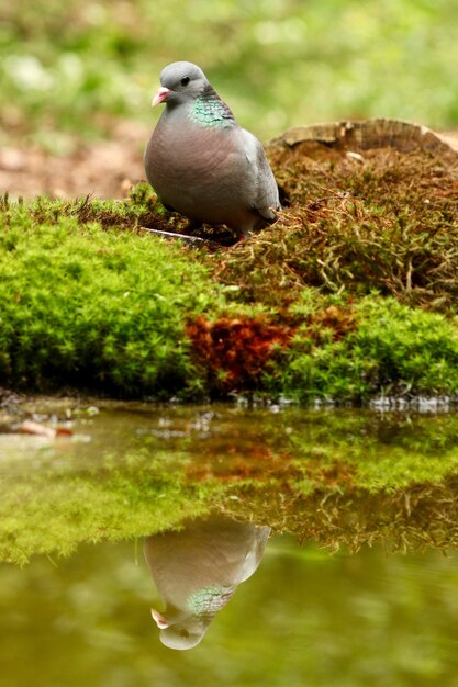 호수에 반영하는 아름다운 주식 비둘기의 세로 샷