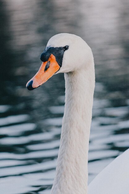 Vertical shot of a beautiful swan on a lake