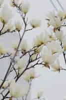 Free photo vertical shot of beautiful white blossom on a branch of a tree